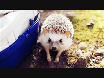 ハリネズミのビビ、今年も公園で遊ぶ　の巻