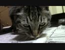 こんしゅうのおやつ【蒼民家の猫々】