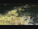 【バイノーラル】川の音【癒し】