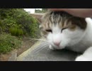 とある田舎の猫事情　～とも君、水槽の上でくつろぐ～