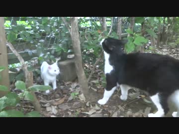 勇敢な子猫、見事な成猫に成長してモフられる