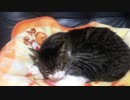 うちの猫の寝姿を撮影してみた（４月２７日）
