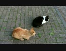 茶トラとかわいい声のハチワレ