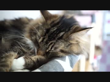 【#395】 あたたかい日　【猫万歳】