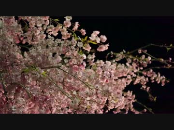 【NNI】yozakura gazer (NNI MIX)