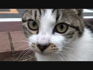 【キジトラ地獄】奔放な母猫、またたび欲しさに娘猫をシバく