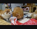 【マンチカンズ】猫たちと鯉のぼり