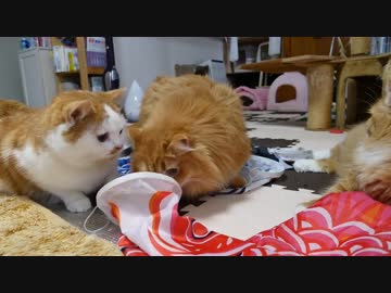 【マンチカンズ】猫たちと鯉のぼり