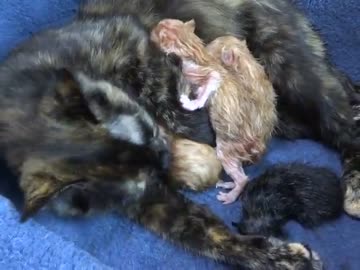 サビ子の出産直後 ♪