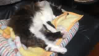 うちのもう一匹の猫の寝姿を撮影してみた（４月２８日）