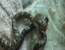 アオダイショウ子蛇のお食事。　グロ注意。