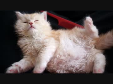 【#396】 約10分間『ゆず』　【猫万歳】