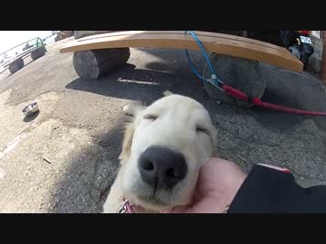 志賀草津道路　雪の回廊とインディ君・マーカス君