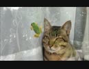 ぼんちゃんとアマガエル。