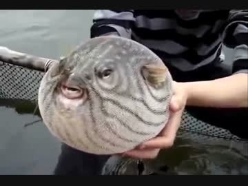 敏感ふとフグくん