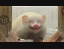 ごはんを食べるハリネズミの顔
