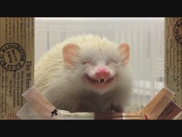 ごはんを食べるハリネズミの顔 ニコニコ動画