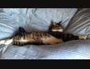 うちの猫の寝姿を撮影してみた（４月２９日）