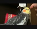 オカメインコすやすや動画