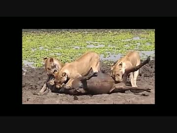 メスライオンにチンコを食いちぎられるヌー