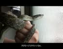 アオたんハンドリング＆ハウス