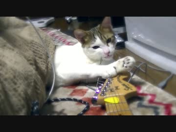 ギターvs猫