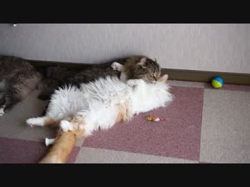 【#397】 たまにはズームで【猫万歳】