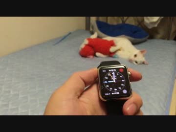 【宇宙猫と】腕時計をしない自分がApple Watchを購入レポしてみた