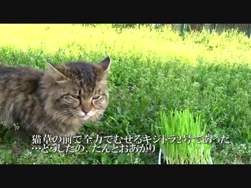猫草を栽培して公園の長毛猫にプレゼントしてみた