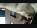 ひたすらお猫さまをモフモフする動画 の巻