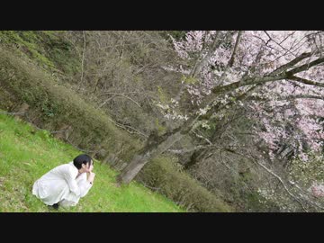 【桜の中で】アイロニ　踊ってみた【らいき】