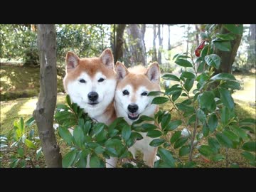 新緑モデルポーズの柴犬ひかいち