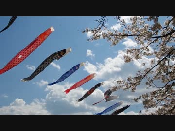 【Z250】今度こそ桜前線を追いかけてみた【MottoBasic】