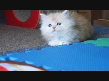 【#398】 トレーニャング 【猫万歳】