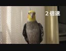 縦振りスイッチの入ったオカメインコを等速と２倍速で見る