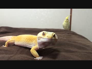 ヒョウモントカゲモドキとオカメインコ