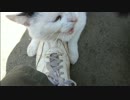とある田舎の猫事情　～白黒猫、荒れる～