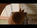 パパイヤバーが気に入らないうさぎ.mp4