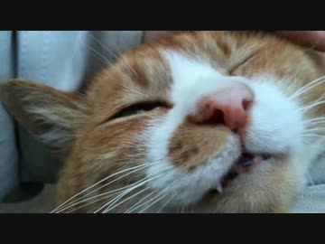 【公園猫戦争】春本番。公園を護るメス猫のビューティーが咲き乱れる