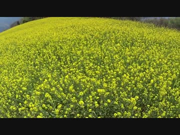 NC750X 菜の花ツーリング in 四国中央市