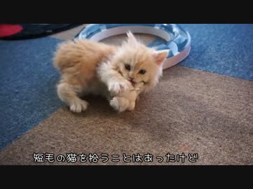 【#399】 ゆずの起動は日の出 【猫万歳】