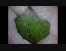 虫を顕微鏡で見るととんでもなく・・・カワイイらしい