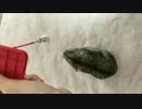 【猫みたいな】ハムスター