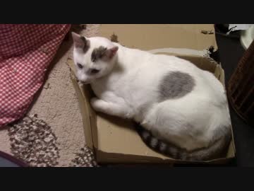 きょうの【蒼民家の猫々】