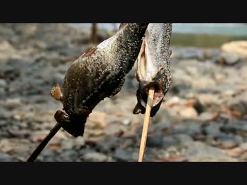 Goose350に乗ろう Part44.釣って食べよう FireBoxブッシュクラフト