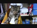 こんげつのたいじゅうそくてい【蒼民家の猫々】