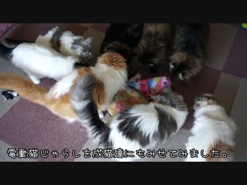 【#400】 玩具がうごかない　【猫万歳】