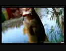 5.01こめ師アライくん縛りのバス釣りx264.aac.mp4