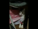 どんくさい猫 part1