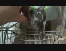 デグーのここあ part5